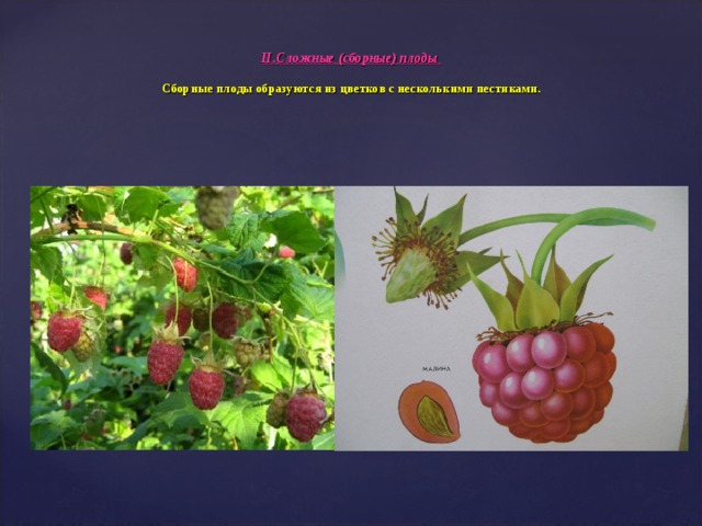 II .Сложные (сборные) плоды  Сборные плоды образуются из цветков с несколькими пестиками.