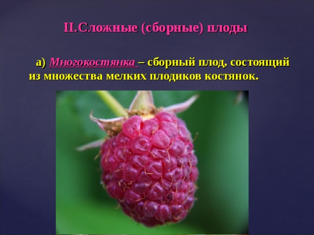 II .Сложные (сборные) плоды  а) Многокостянка – сборный плод, состоящий из множества мелких плодиков костянок.