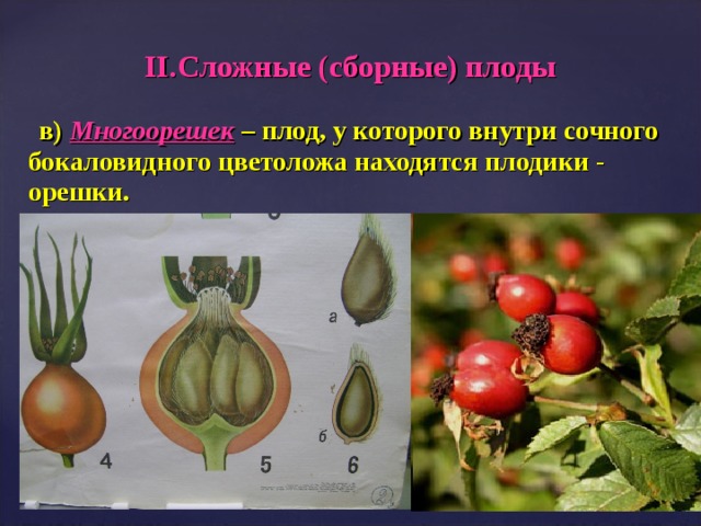 II .Сложные (сборные) плоды  в) Многоорешек – плод, у которого внутри сочного бокаловидного цветоложа находятся плодики - орешки.