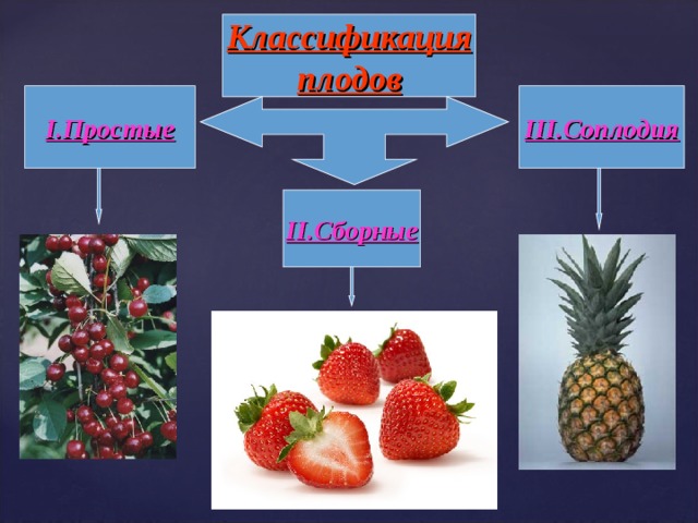 Классификация плодов I .Простые III .Соплодия II .Сборные