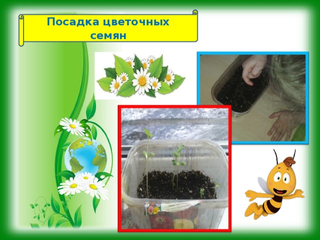 Посадка цветочных семян  