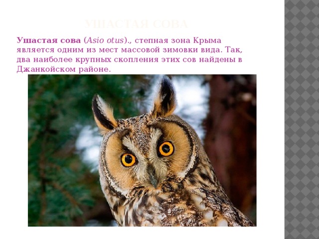 Презентация про филина