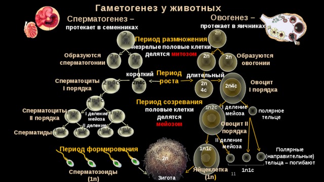 Гаметогенез у животных презентация