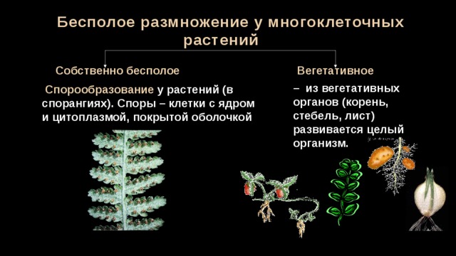 Презентация способы размножения организмов