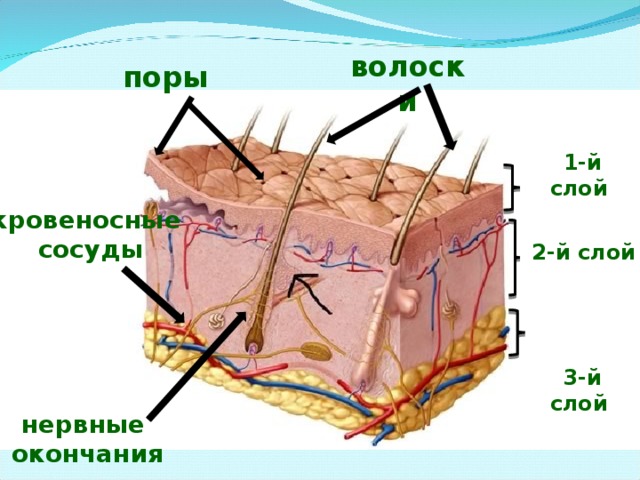 Карта кожи человека