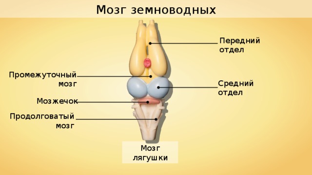 Изображение головного мозга земноводных