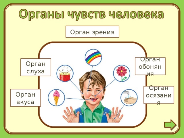 Органы чувств человека 4