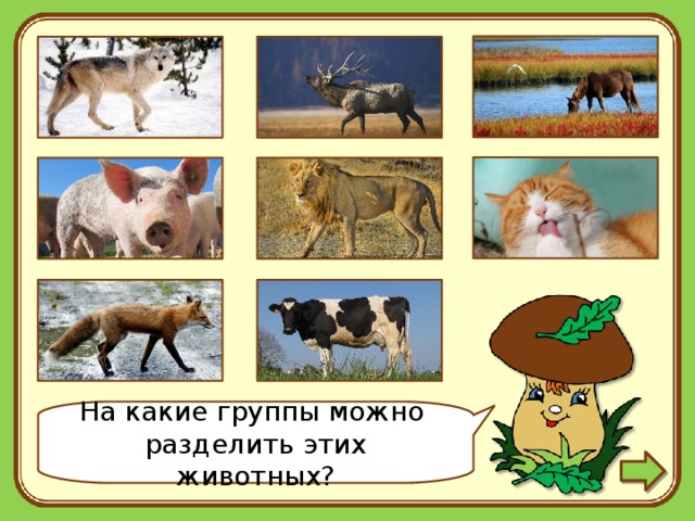 На какие группы можно поделить