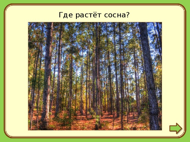 Где растет сосна