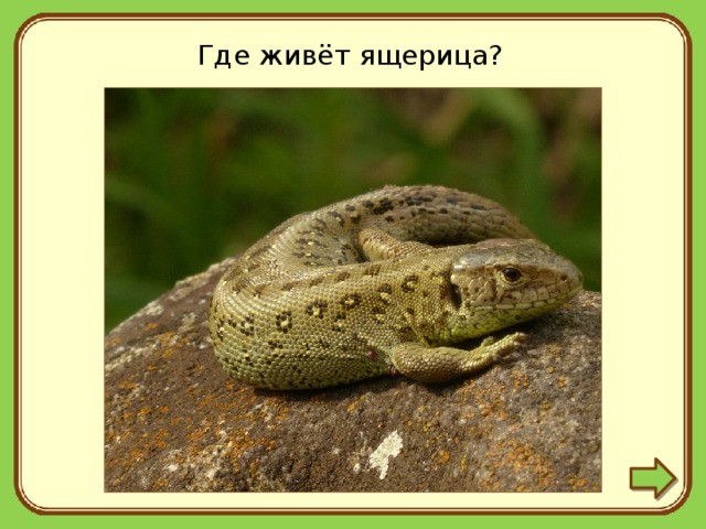 Ящерица постоянная температура. Где живут ящерицы. Где обитают ящерицы в России. Место обитания ящериц. Среда обитания ящерицы биология.