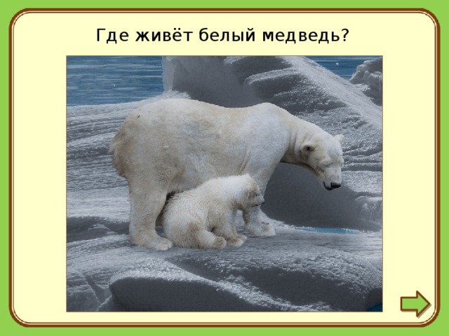 Белый медведь где обитает на каком. Белый медведь обитает. Где обитают белые медведи в России. Где живут белые медведи. Белый медведь обитает в России.