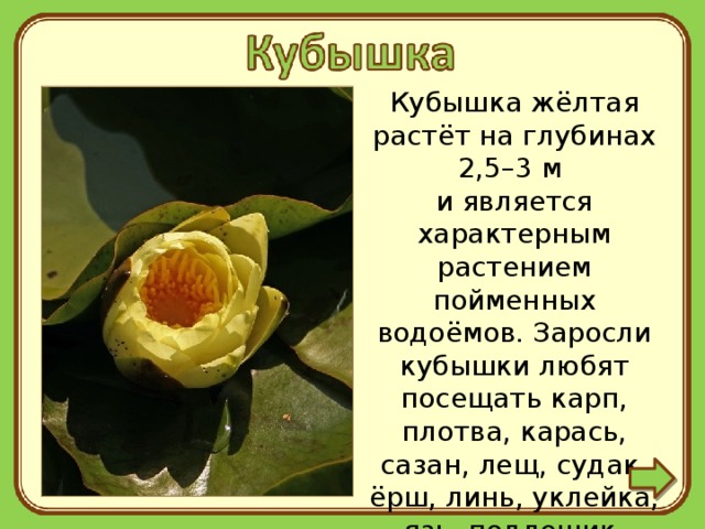 Кубышка жёлтая растёт на глубинах 2,5–3 м  и является характерным растением пойменных водоёмов. Заросли кубышки любят посещать карп, плотва, карась, сазан, лещ, судак, ёрш, линь, уклейка, язь, подлещик, мелкий окунь, щука, плотва,  белый амур. 