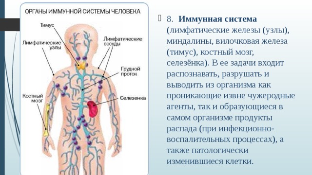 Иммунная и лимфатическая система презентация