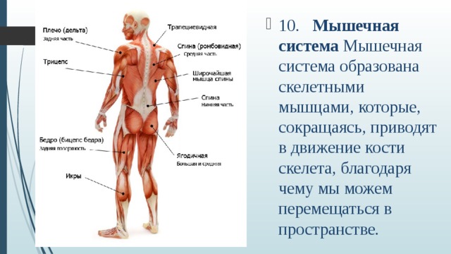 Тела образуют систему. Костный скелет, почки, мышечная система образуются из. Строение тела человека 2 класс презентация школа России мышцы. Мускулатура многих внутренних органов человека образована. Что приводит в движение кости.