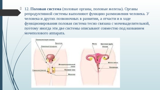 Презентация по биологии 8 класс половая система человека