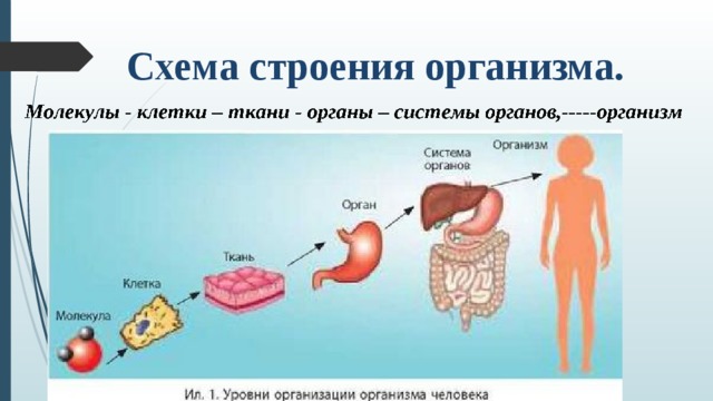 Выработка организмом органа. Клетка уровни организации организма человека. Клетка ткань орган система органов организм. Схема клетка ткань орган система органов. И органы клетки организм ткани системы организмов.
