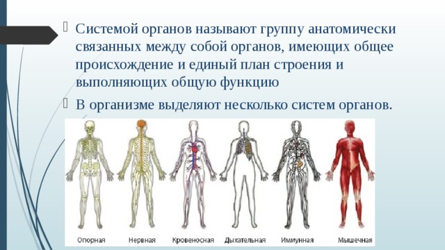 Системы органов человека состав и функции. Системы органов. Системы органов человека человека. Системы и системы органов. Название систем органов человека.