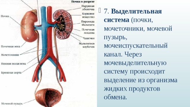 Какие органы входят в выделительную систему человека. Выделительная система человека строение почки. Выделительная система почки мочеточникимочевй пузырь. Строение почек млекопитающих. Выделительная система анатомия почек.