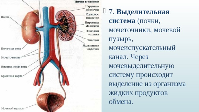 Мочеточники млекопитающих