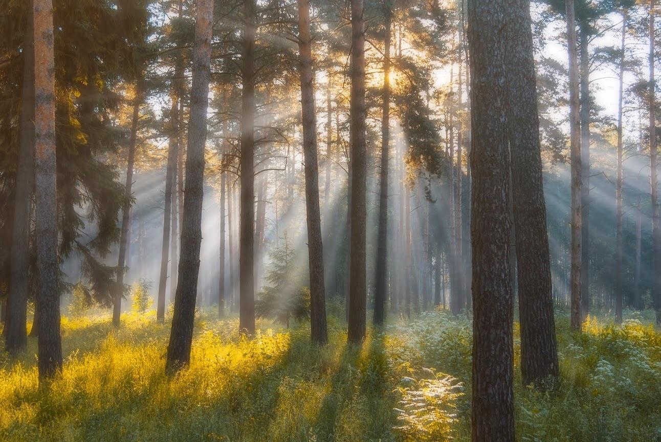Раннее летнее утро в воздухе впр. Утро в лесу. Утренний лес. "Солнце в лесу". Пейзаж лес.