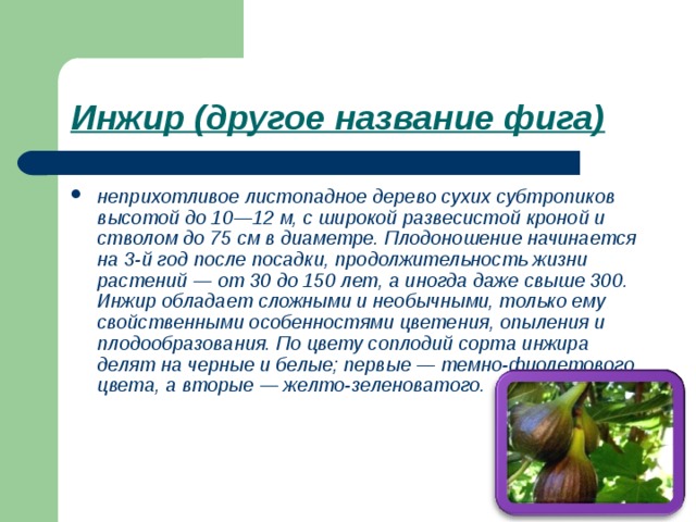 Инжир (другое название фига)  неприхотливое листопадное дерево сухих субтропиков высотой до 10—12 м, с широкой развесистой кроной и стволом до 75 см в диаметре. Плодоношение начинается на 3-й год после посадки, продолжительность жизни растений — от 30 до 150 лет, а иногда даже свыше 300. Инжир об­ладает сложными и необычными, только ему свойственными особенностями цветения, опыления и плодообразования. По цвету соплодий сорта инжира делят на черные и белые; первые — темно-фиолетового цвета, а вторые — желто-зеленоватого. 