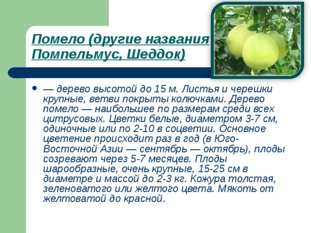 Помело (другие названия Помпельмус, Шеддок)  — дерево высотой до 15 м. Листья и черешки крупные, ветви покрыты колючками. Дерево помело — наибольшее по размерам среди всех цитрусовых. Цветки белые, диаметром 3-7 см, одиночные или по 2-10 в соцветии. Основное цветение происходит раз в год (в Юго-Восточной Азии — сентябрь — октябрь), плоды созревают через 5-7 месяцев. Плоды шарообразные, очень крупные, 15-25 см в диаметре и массой до 2-3 кг. Кожура толстая, зеленоватого или желтого цвета. Мякоть от желтоватой до красной.  