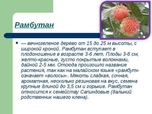 Рамбутан  — вечнозеленое дерево от 15 до 25 м высоты, с широкой кроной. Рамбутан вступает в плодоношение в возрасте 3-6 лет. Плоды 3-6 см, желто-красные, густо покрытые волокнами, дайной 2-5 мм. Отсюда произошло название растения, так как на малайском языке «рамбут» означает «волосы». Мякоть сладкая, сочная, ароматная, несколько резиновая на вкус, семена крупные длиной до 3,5 см и горькие. Рамбутан относится к семейству Сапиндовые (дальний родственник нашего клена). 