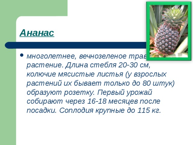 Ананас  многолетнее, вечнозеленое травянистое растение. Длина стебля 20-30 см, колючие мясистые листья (у взрослых растений их бывает только до 80 штук) образуют розетку. Первый урожай собирают через 16-18 месяцев после посадки. Соплодия крупные до 115 кг. 