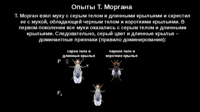 Опыт с мухой. Сцепленное наследование опыты Моргана. Опыты т Моргана. Опыты т.Моргана, доказывающие наличие признаков, сцепленных с полом.. Хромосомная теория Моргана и сцепленное наследование.