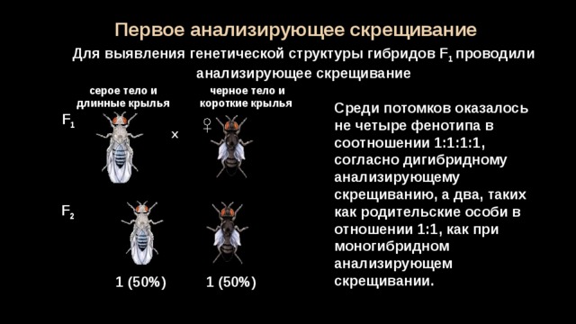 При скрещивании дрозофилы с длинными крыльями