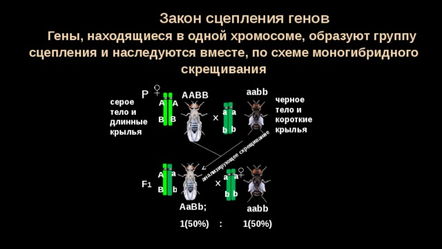 Гены анализирующее скрещивание. Закон Моргана сцепленное наследование, группы сцепления. Сцепленное наследование признаков группы сцепления. Гены, расположенные в одной хромосоме, образуют группу сцепления. Гены в хромосоме образуют группу.