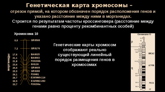 Местоположение генов в хромосоме. Хромосома хромосомная карта. Карта хромосом человека генетика. Генетическая карта y хромосомы. Хромосомная генетическая карта.