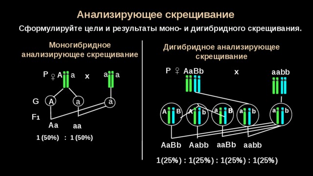 Закономерности наследования моногибридное скрещивание презентация 10 класс