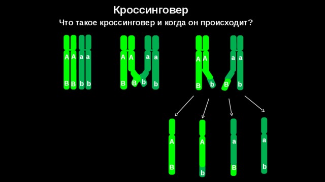 Кроссинговер это. Синдром кроссинговера. Когда происходит кроссинговер. Кроссинговер 5411. Кроссинговер тренажер.