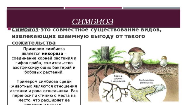 Симбиоз   Симбиоз - это совместное существование видов, извлекающих взаимную выгоду от такого сожительства Примером симбиоза является  микориза  – соединение корней растения и гифов гриба, сожительство азотфиксирующих бактерий и бобовых растений. Примером симбиоза среди животных являются отношения актинии и рака-отшельника. Рак переносит актинию с места на место, что расширяет ее охотничьи угодья.  