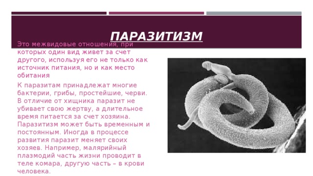 Паразитизм примеры с картинками