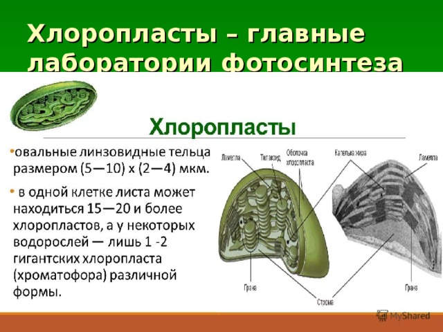 Хлоропласты – главные лаборатории фотосинтеза Строма Внешняя мембрана Граны Внутренняя мембрана  хлоропласты в клетках элодеи 