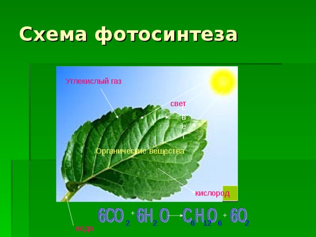 Схема фотосинтеза Углекислый газ свет свет Органические  вещества кислород + + 2 2 6 12 6 2 вода 
