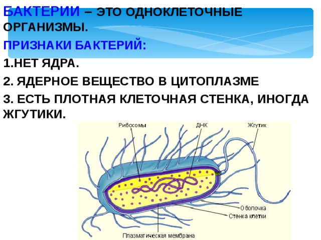 БАКТЕРИИ – ЭТО ОДНОКЛЕТОЧНЫЕ ОРГАНИЗМЫ. ПРИЗНАКИ БАКТЕРИЙ: НЕТ ЯДРА.  ЯДЕРНОЕ ВЕЩЕСТВО В ЦИТОПЛАЗМЕ  ЕСТЬ ПЛОТНАЯ КЛЕТОЧНАЯ СТЕНКА, ИНОГДА ЖГУТИКИ.  