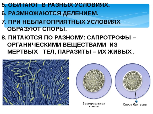 5. ОБИТАЮТ В РАЗНЫХ УСЛОВИЯХ. 6. РАЗМНОЖАЮТСЯ ДЕЛЕНИЕМ. 7. ПРИ НЕБЛАГОПРИЯТНЫХ УСЛОВИЯХ ОБРАЗУЮТ СПОРЫ. 8. ПИТАЮТСЯ ПО РАЗНОМУ: САПРОТРОФЫ – ОРГАНИЧЕСКИМИ ВЕЩЕСТВАМИ ИЗ МЕРТВЫХ ТЕЛ, ПАРАЗИТЫ – ИХ ЖИВЫХ .  