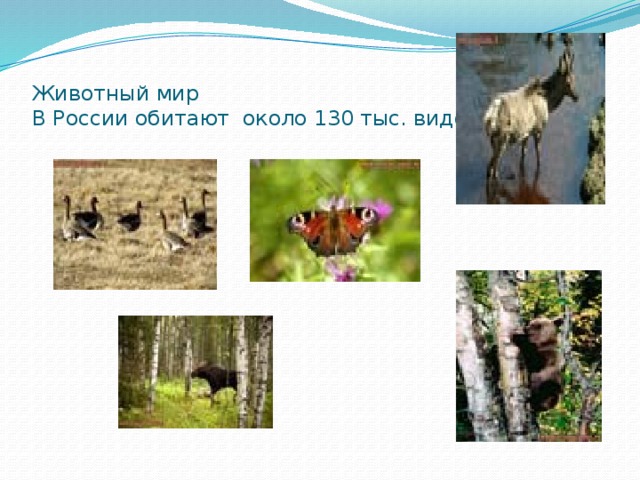 Животный мир  В России обитают около 130 тыс. видов животных. 