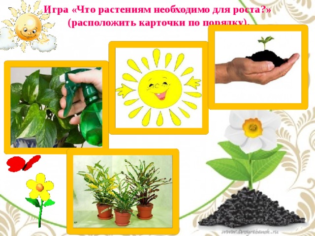 Что растениям нужно для роста картинки