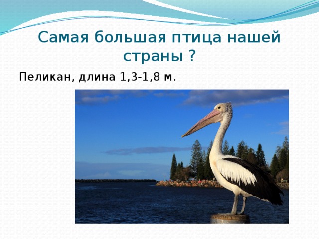 Самая большая птица нашей страны ? Пеликан, длина 1,3-1,8 м. 