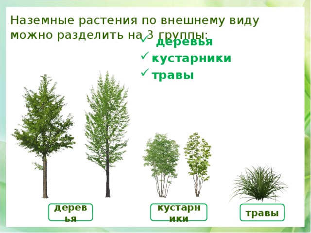 Наземные растения по внешнему виду можно разделить на 3 группы:  деревья кустарники травы деревья кустарники травы 