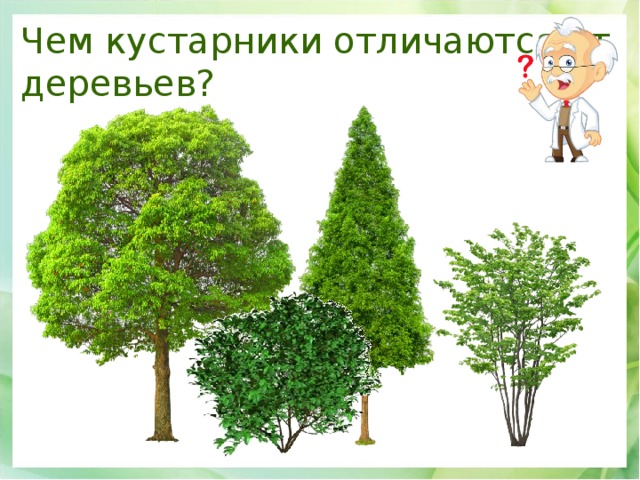 Чем кустарники отличаются от деревьев? 