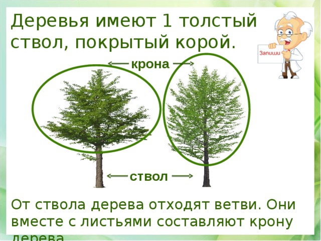 Деревья имеют 1 толстый ствол, покрытый корой. крона ствол От ствола дерева отходят ветви. Они вместе с листьями составляют крону дерева. 