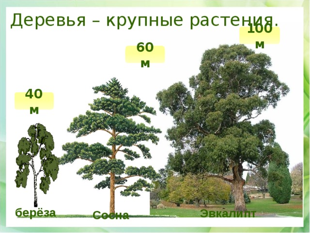 Деревья – крупные растения. 100 м 60 м 40 м берёза Эвкалипт Сосна 