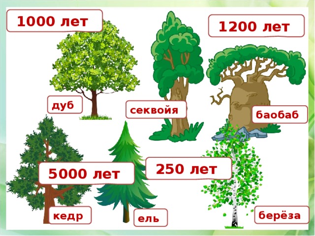  1000 лет  1200 лет дуб  секвойя  баобаб   250 лет  5000 лет берёза  кедр  ель  