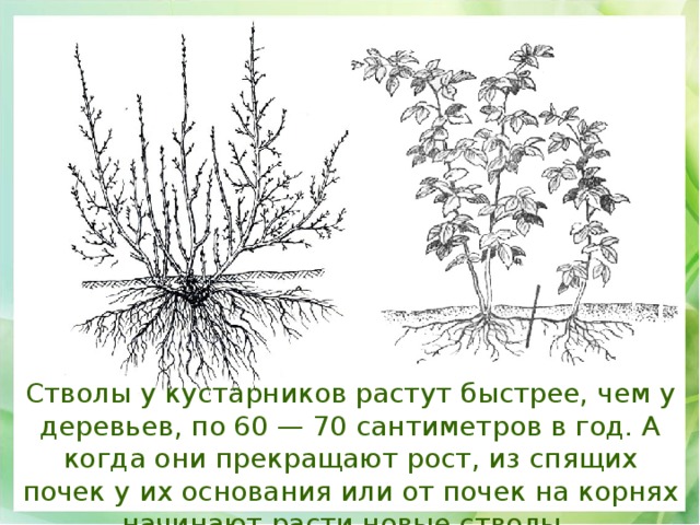 Стволы у кустарников растут быстрее, чем у деревьев, по 60 — 70 сантиметров в год. А когда они прекращают рост, из спящих почек у их основания или от почек на корнях начинают расти новые стволы. 