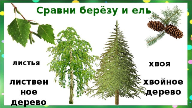 Сравни берёзу и ель хвоя  листья  лиственное дерево хвойное  дерево  